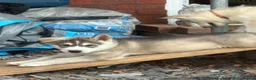 Utonagan dogs for sale: READY TO LEAVE. 3 stunning husky/malamute puppies - Advert 4