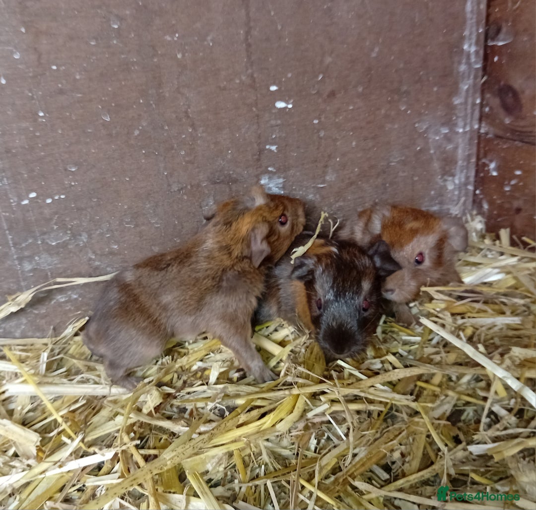Guinea Pig rodents for sale: Baby guinea pigs  - Image 6