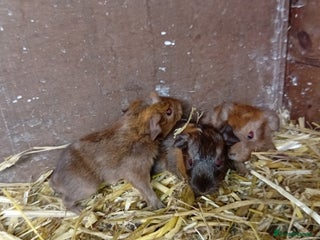 Guinea Pig rodents - Advert 23