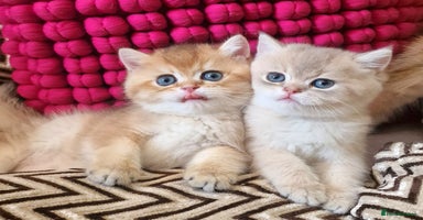 British Shorthair cats - Advert 4