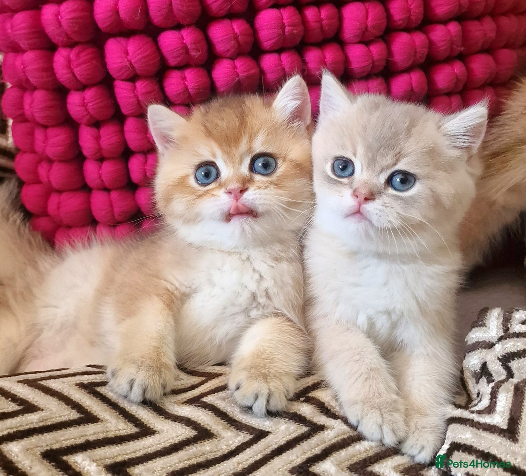 British Shorthair cats for sale: GOLDEN BRITISH SHORTHAIR KITTENS TICA  - Image 1