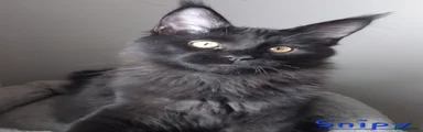 Maine Coon 2