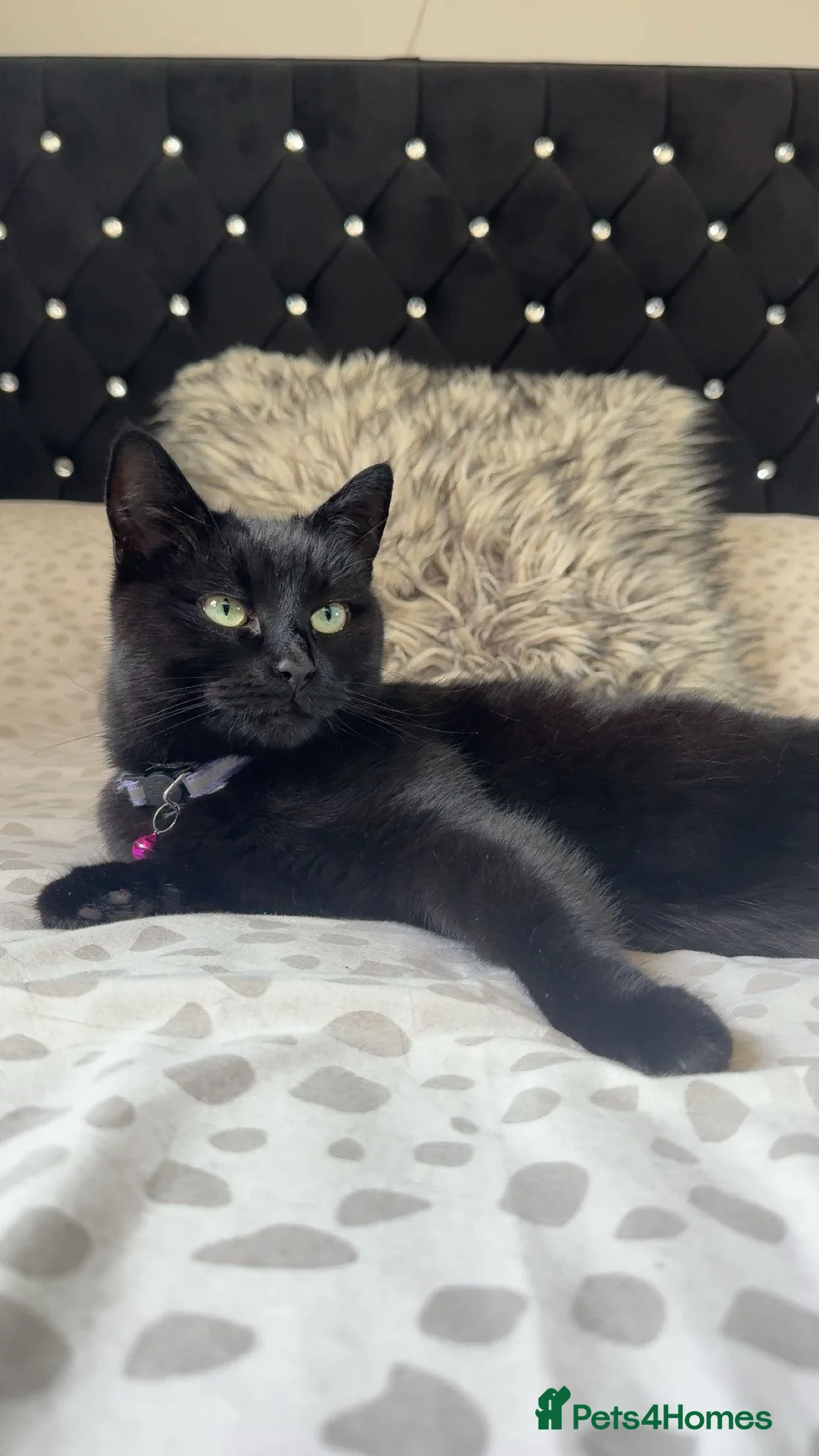 Mixed Breed cats for sale: Female Cat Looking for a Loving, Experienced Home in Luton - Advert 2