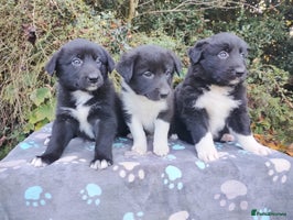 Border Collie dogs - Advert 2