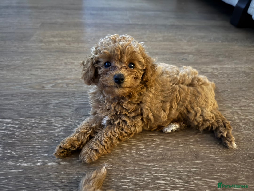 Poochon dogs for sale: Poochon Puppy - 1 Boy Remaining  - Image 4