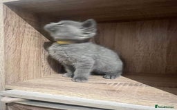 British Shorthair cats for sale: READY NOW!!Pedigree British Short Hair Kittens - Image 28