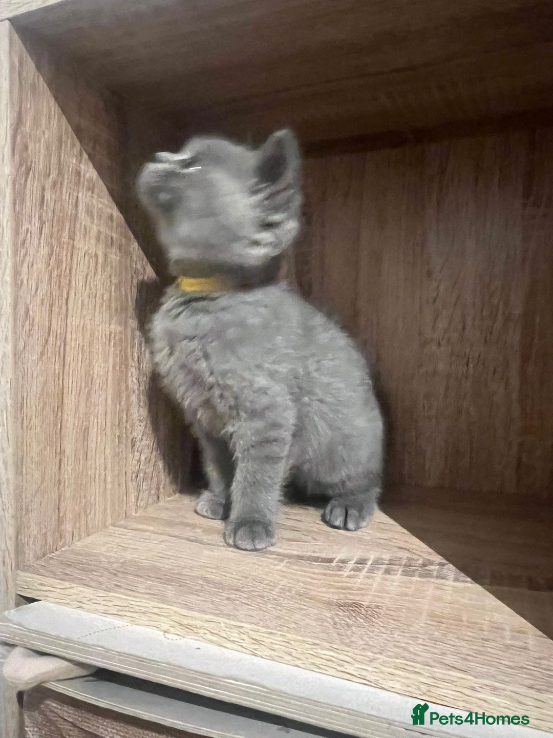 British Shorthair cats for sale: READY NOW!!Pedigree British Short Hair Kittens - Image 28