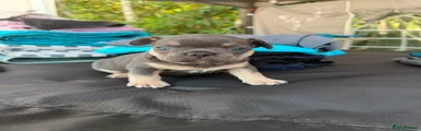 French Bulldog 1