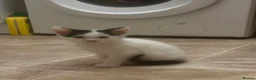 American Shorthair cats for sale: 6 lovely kittens, playful and cuddly  - Advert 1