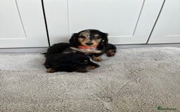 Dachshund dogs for sale: OUTSTANDING STANDARD LONGHAIR DACHSHUNDS - Image 21