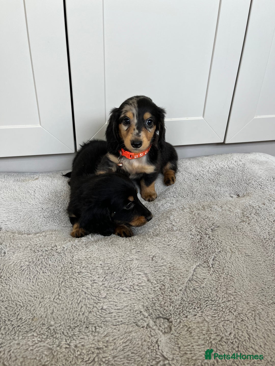 Dachshund dogs for sale: OUTSTANDING STANDARD LONGHAIR DACHSHUNDS - Image 21