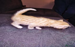 Bengal cats for sale: Absolutely Stunning Bengals  - Image 12