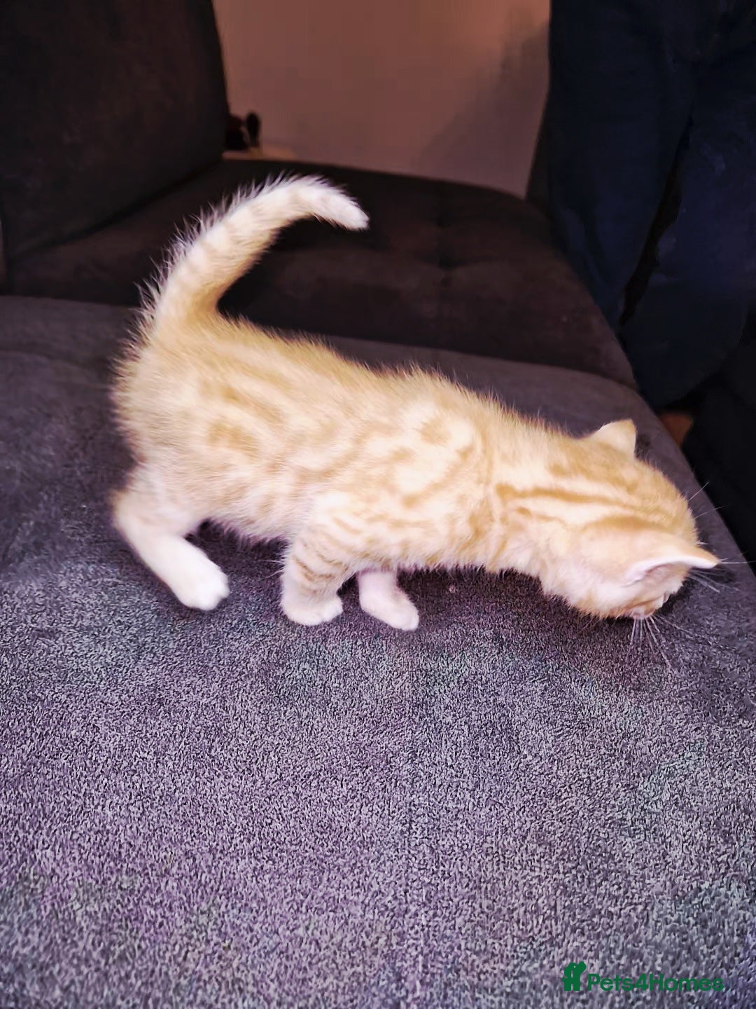 Bengal cats for sale: Absolutely Stunning Bengals  - Image 12