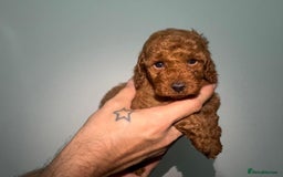 Miniature Poodle dogs for sale: 🐩 Outstanding Deep Red Miniature Poodle Puppies  - Image 4