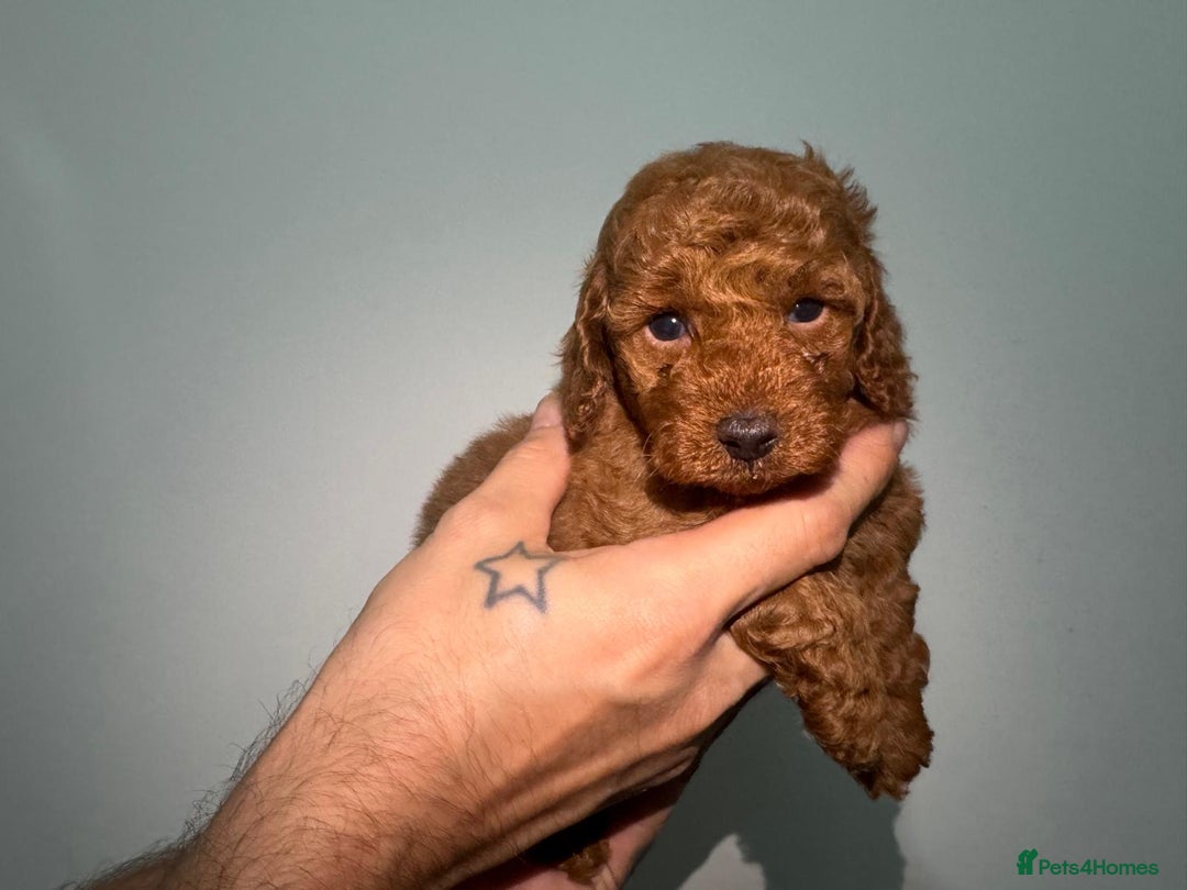 Miniature Poodle dogs for sale: 🐩 Outstanding Deep Red Miniature Poodle Puppies  - Image 4