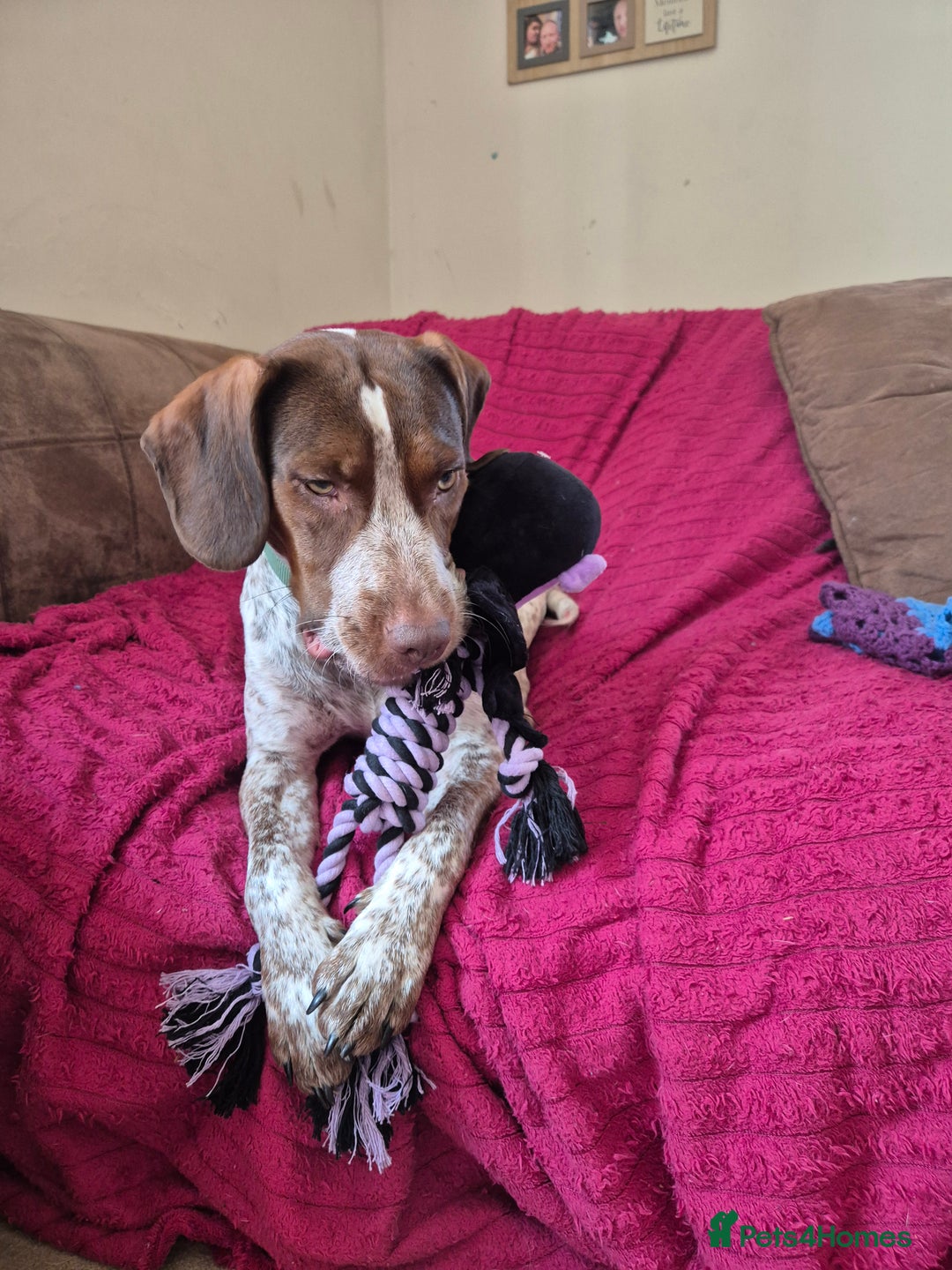 Mixed Breed dogs for sale: Sprocker spaniel x American Bulldog 1 year old  - Image 2