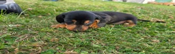 Miniature Dachshund dogs for sale: Miniature dachshund  - Advert 12