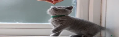 British Shorthair 4