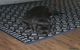 Mixed Breed dogs for sale: Niya 9 month old neopolitan mastiff x cano corsa  - Image 2