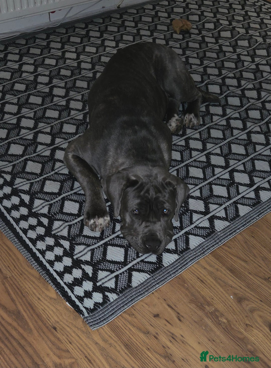 Mixed Breed dogs for sale: Niya 9 month old neopolitan mastiff x cano corsa  - Image 2