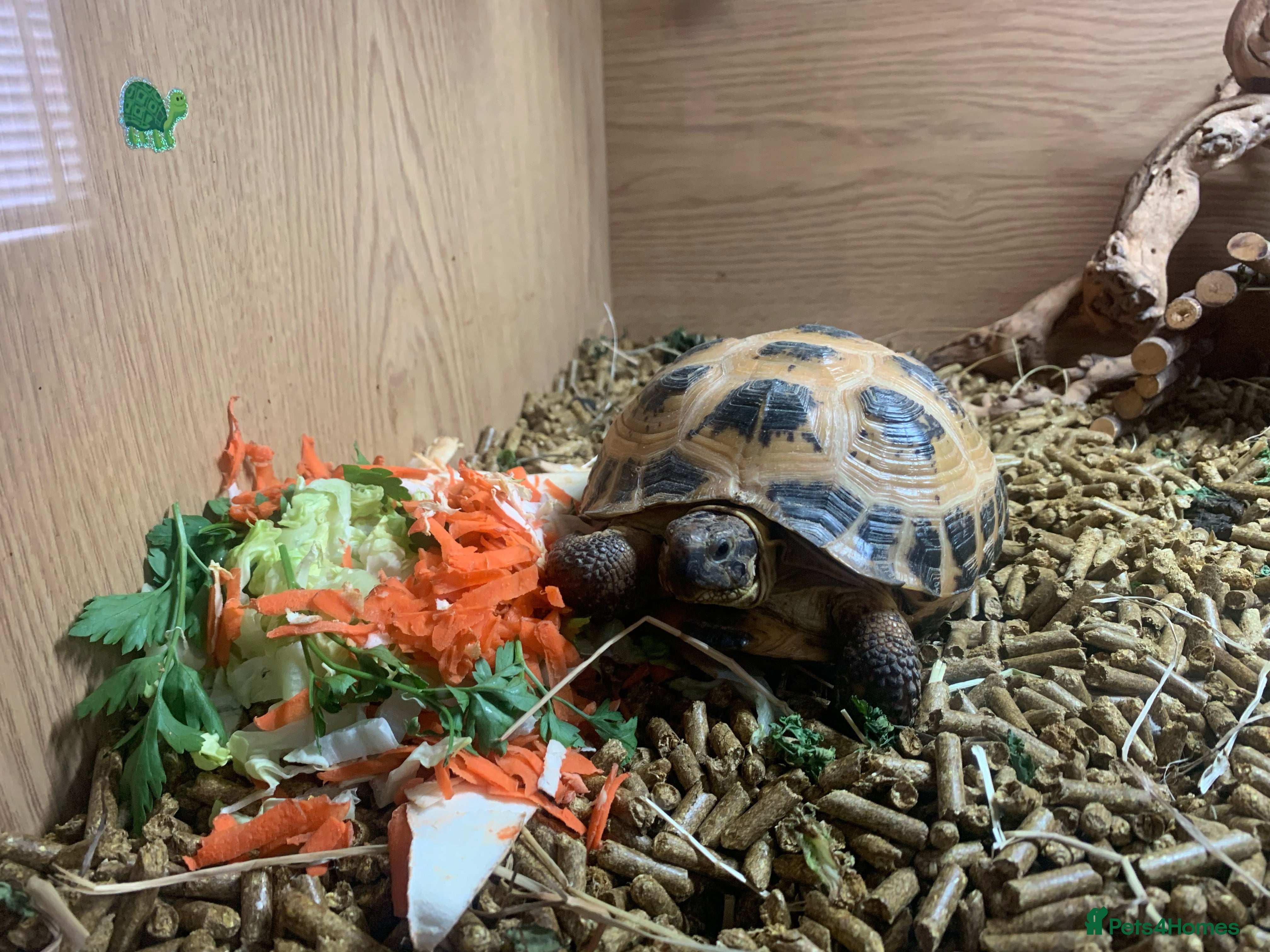 thumbnail image 2 of Zoo Med Flower Food Topper Mezcla De Flores Para Tortuga 40 G 2 of 13
