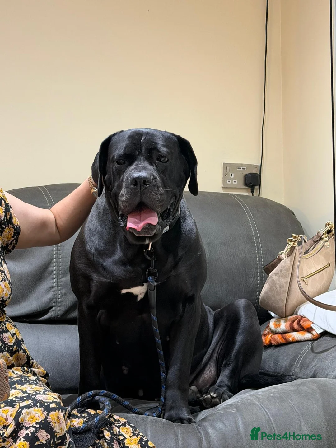 Cane Corso dogs for sale: Female puppy cane corso - Advert 2