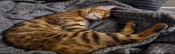 Bengal cats for sale: Cuddly female Bengal in need of home - Advert 1