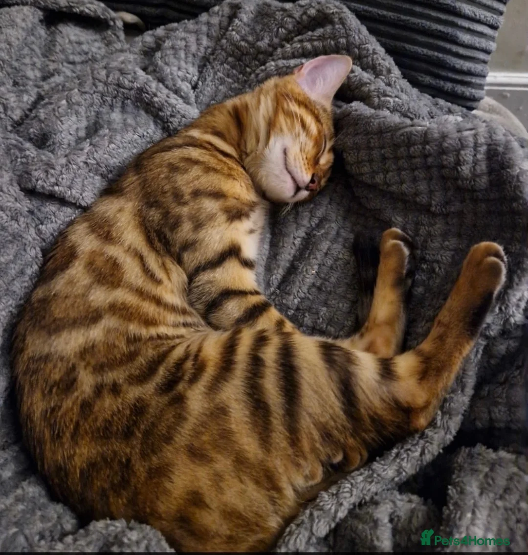 Bengal cats for sale: Cuddly female Bengal in need of home - Advert 1