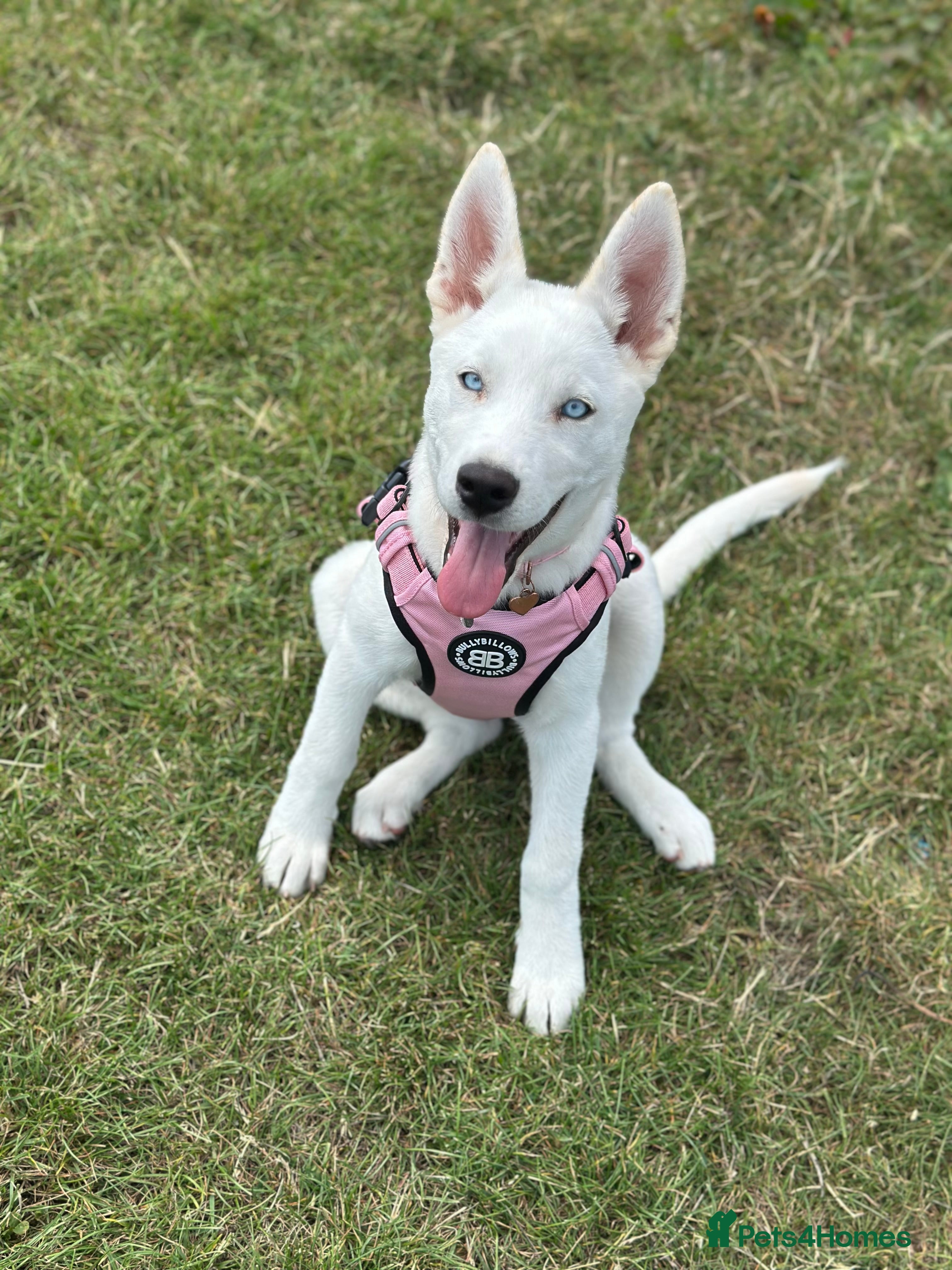 Siberian Husky dogs Bleu - 8 month old female husky - Advert 7