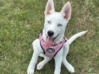 Siberian Husky dogs Bleu - 8 month old female husky - Advert 6