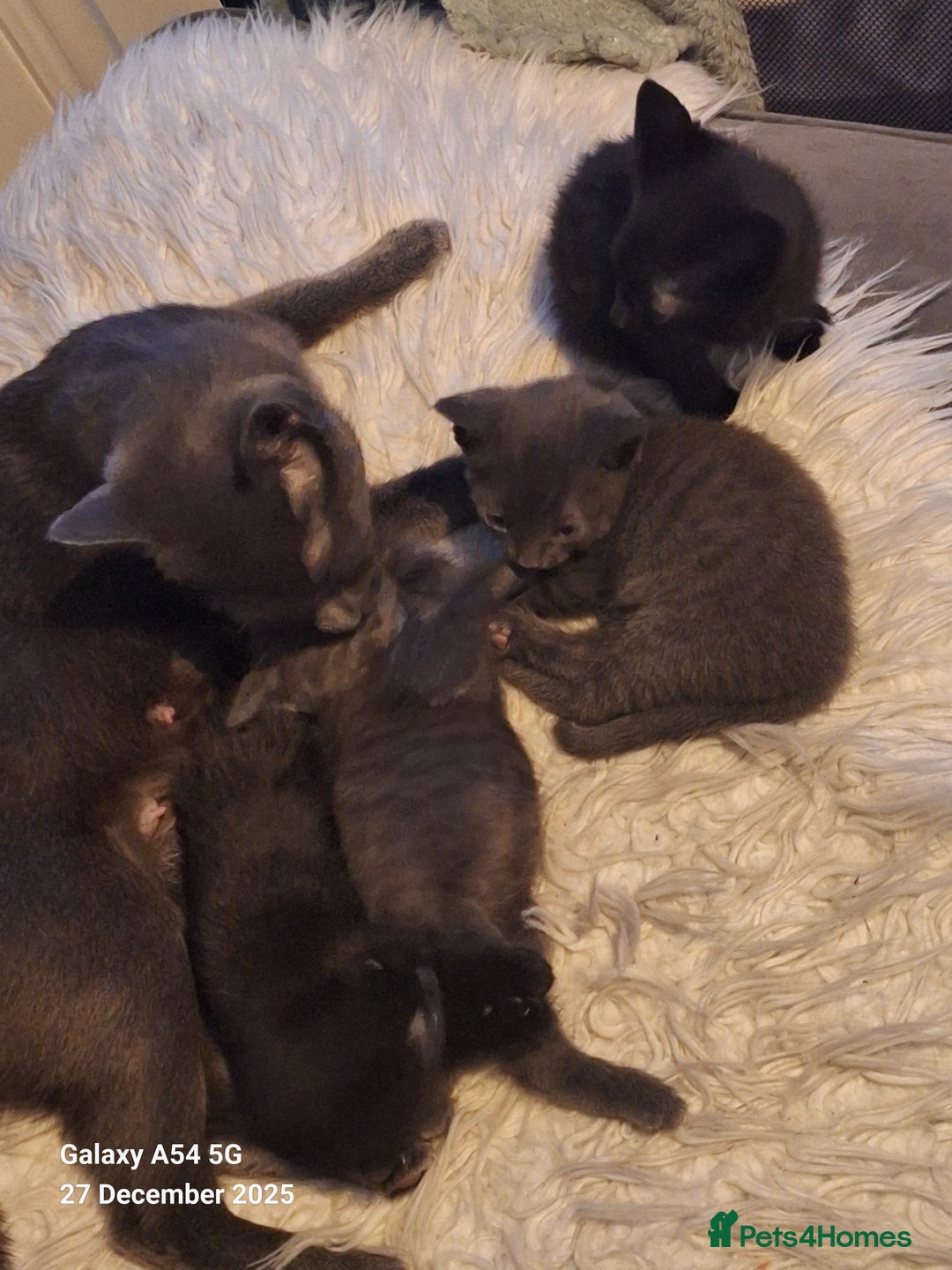 British Shorthair cats for sale: Kittens for sale  - Advert 10