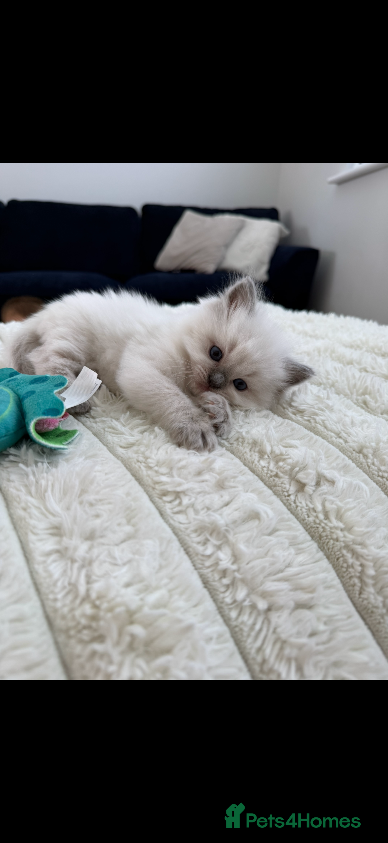 Ragdoll cats Stunning Champion Bloodline GCCF Kittens - Advert 2