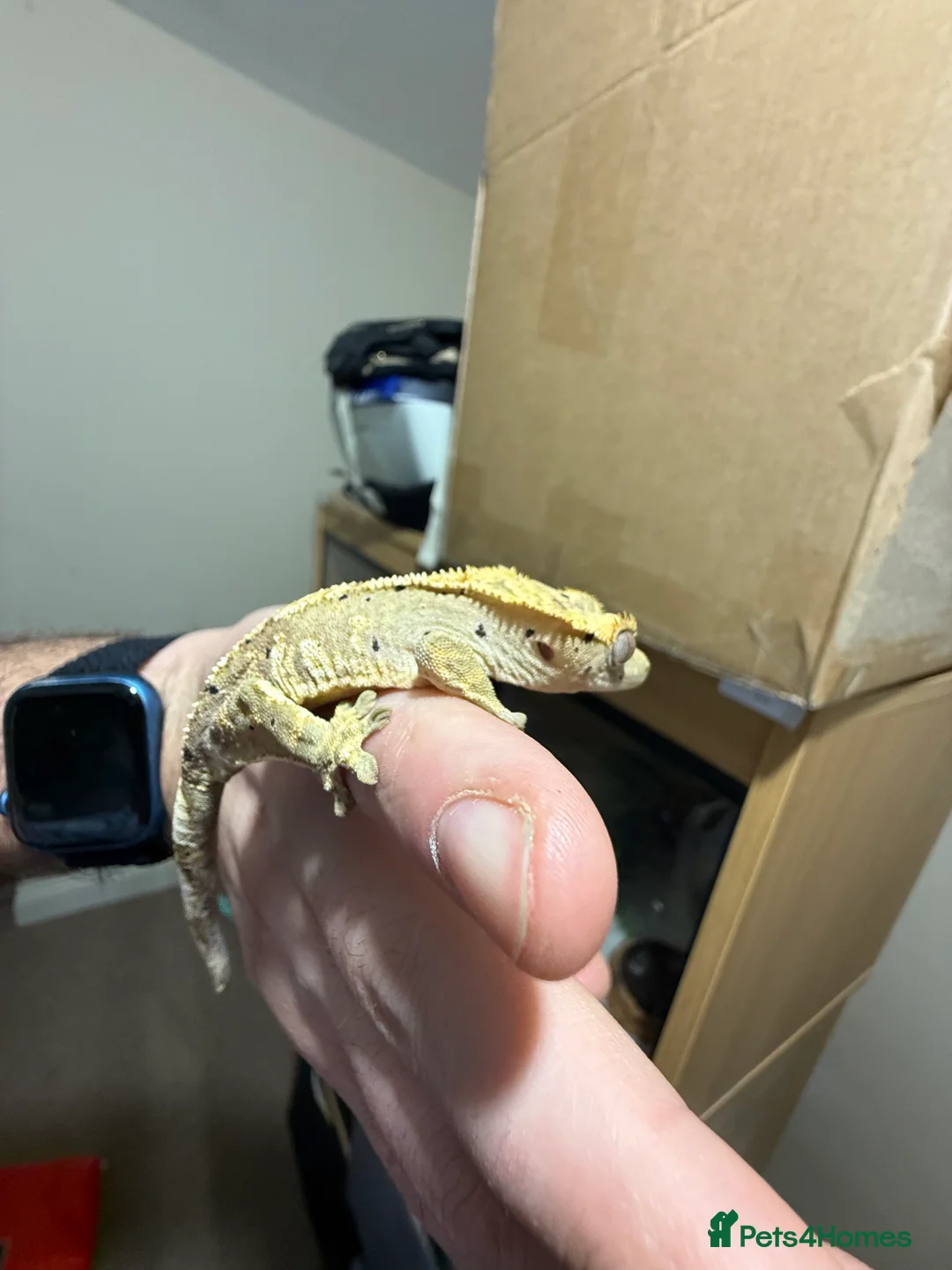 Gecko reptiles for sale: 🔥🔥 CRESTED GECKOS 🔥🔥🔥 - Advert 7