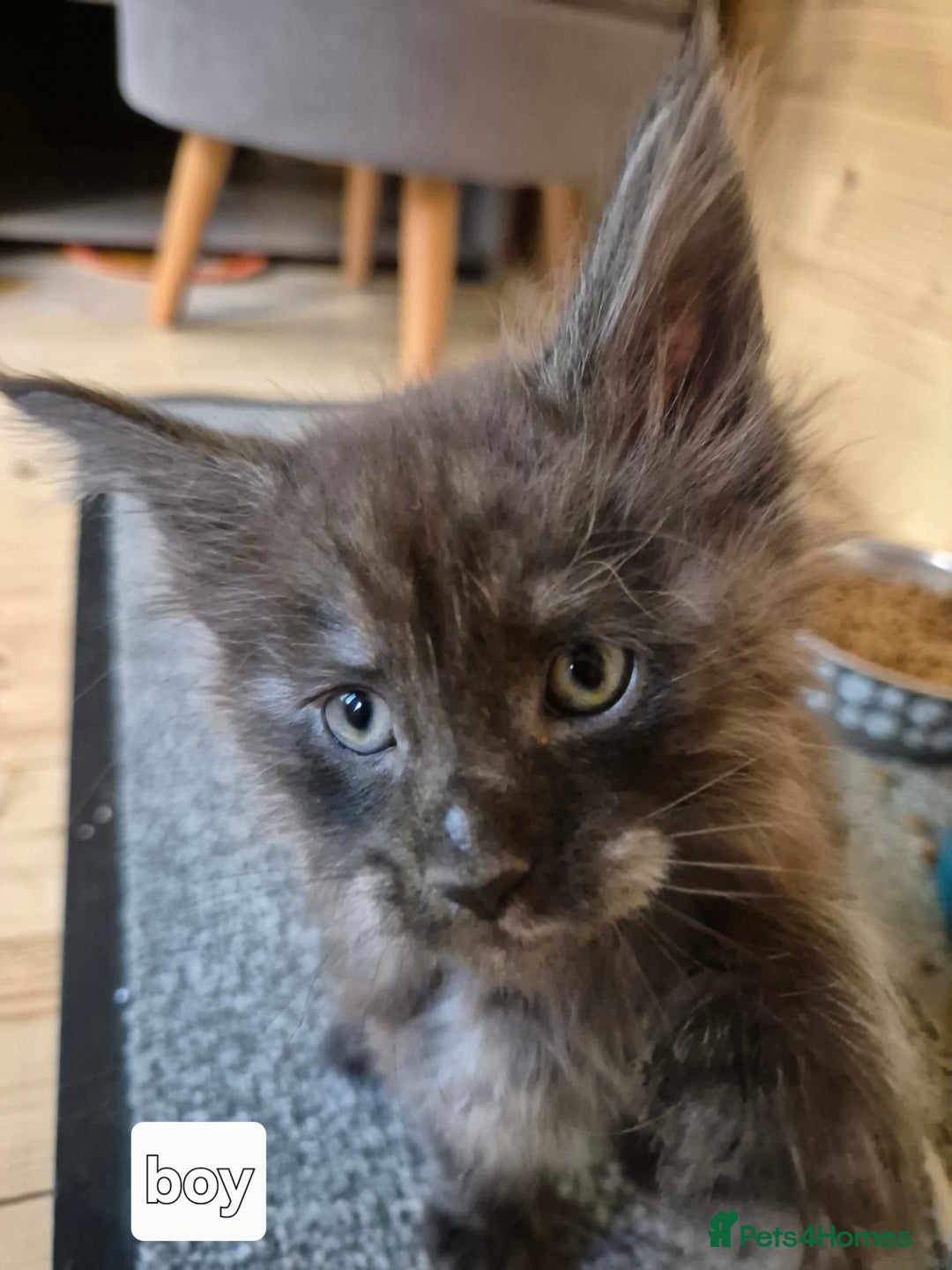 Maine Coon cats for sale: Mein Con - Advert 12
