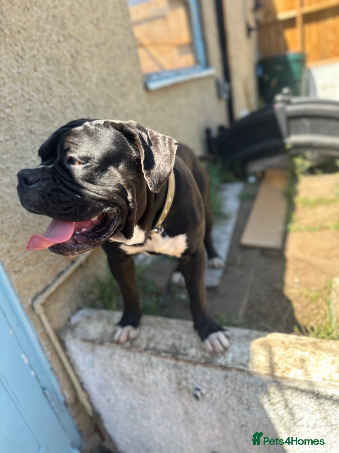 Old Tyme Bulldog dogs for sale: Male old Tyme bulldog for sale  - Image 7
