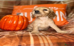 Cocker Spaniel dogs for sale: 🧡💛❤️Stunning KC Show Cocker Spaniels❤️🩷🧡 - Image 13
