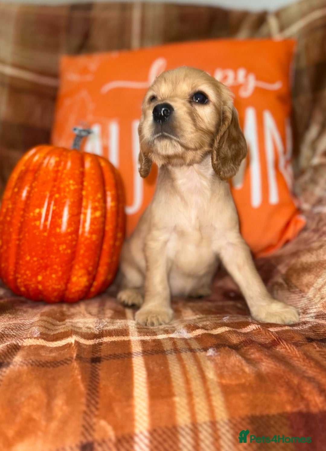 Cocker Spaniel dogs for sale: 🧡💛❤️Stunning KC Show Cocker Spaniels❤️🩷🧡 - Image 13