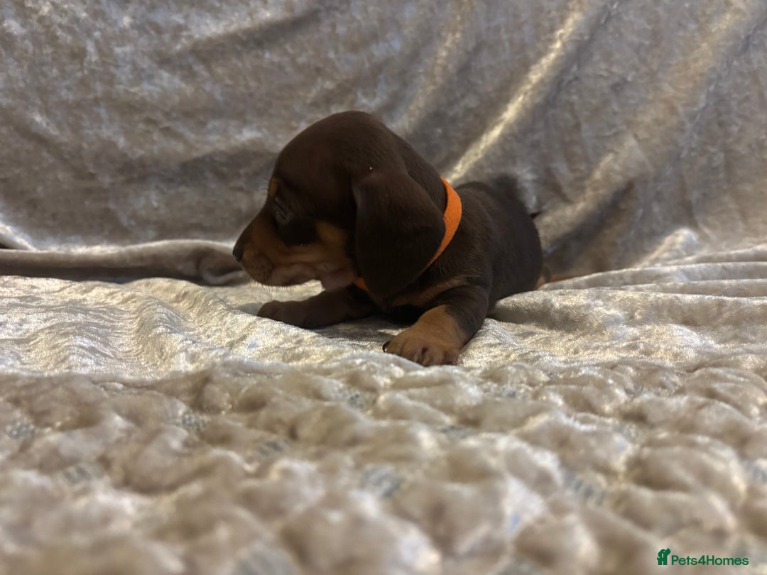 Miniature Dachshund dogs for sale: Mini Dachshund Available - Advert 7