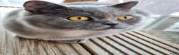British Shorthair cats for sale: British Shorthair blue/cream girl.  - Advert 5