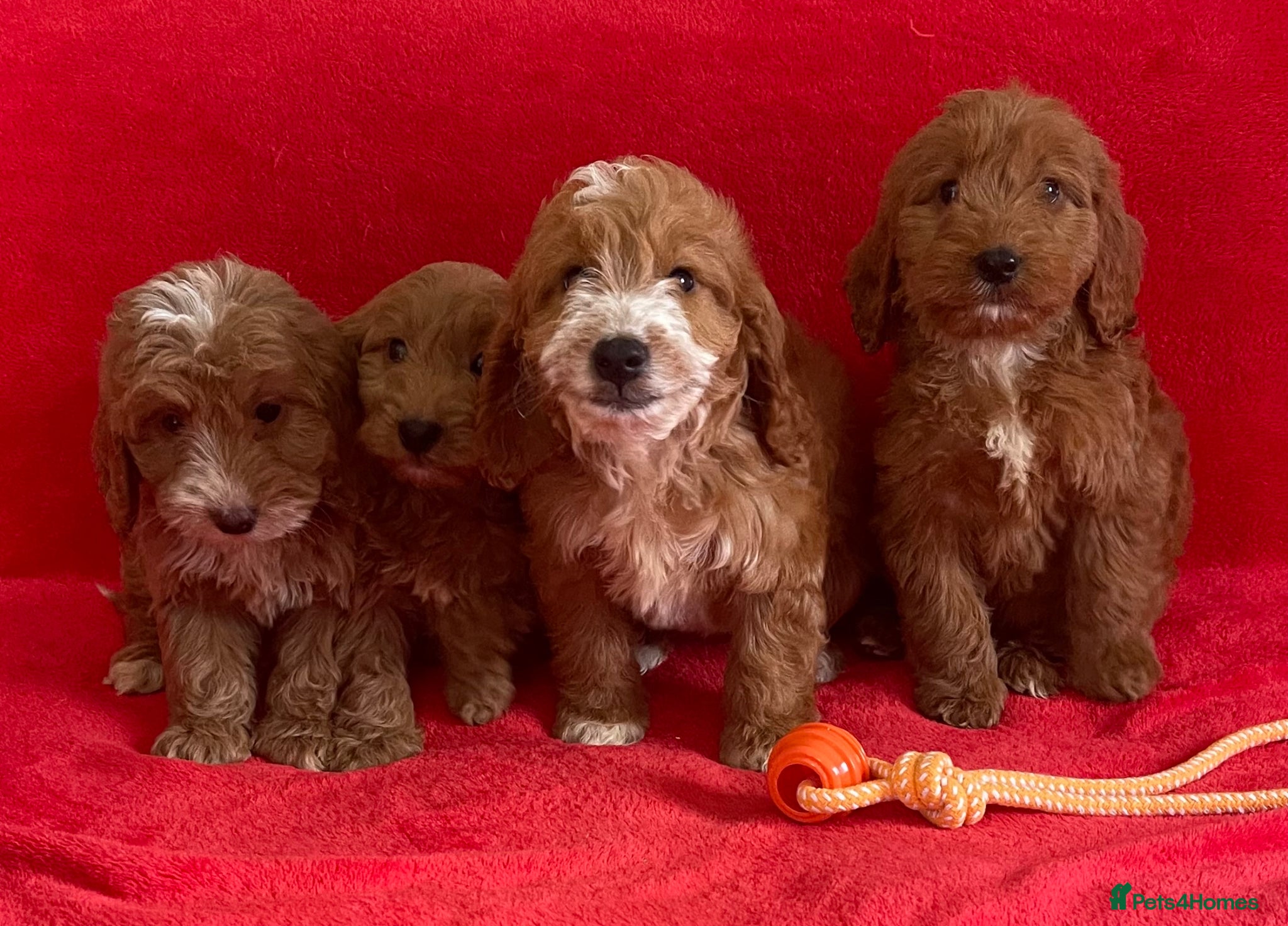 Cockapoo dogs Beautiful cockerpoo pups NOW READY - Advert 1