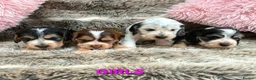 Cocker Spaniel dogs for sale: Stunning Show Cocker Spaniel puppies DNA tested - Advert 12