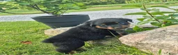 Rottweiler dogs for sale: Perfect Rotties pups for cute families/persons - Advert 3