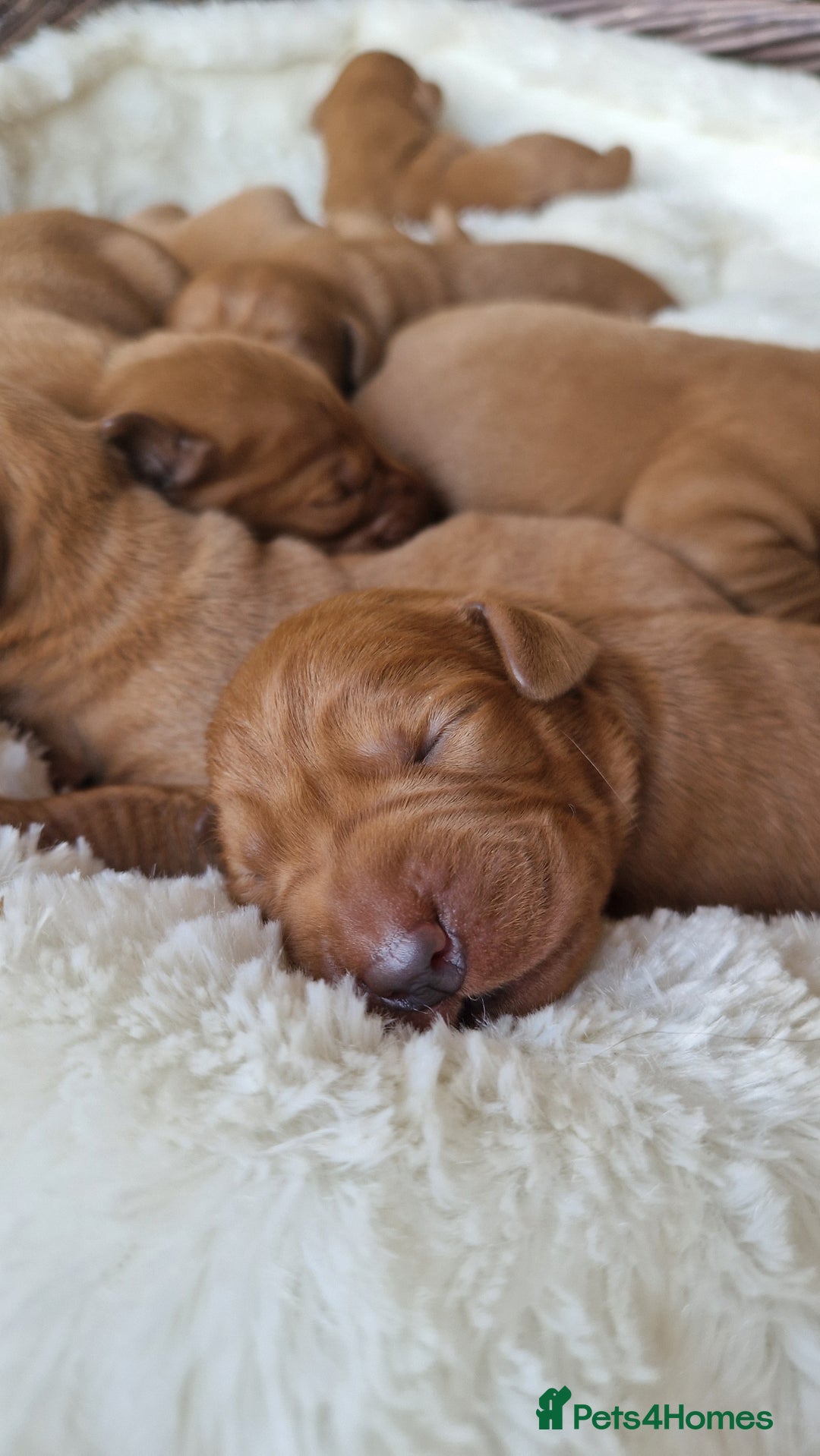 Labrador Retriever dogs for sale: Very Dark Fox Red Labrador Puppies *Health Tested* - Advert 15