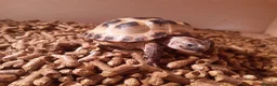 Tortoise reptiles for sale: 15-Month baby Female Horsefield Tortoise - Advert 2