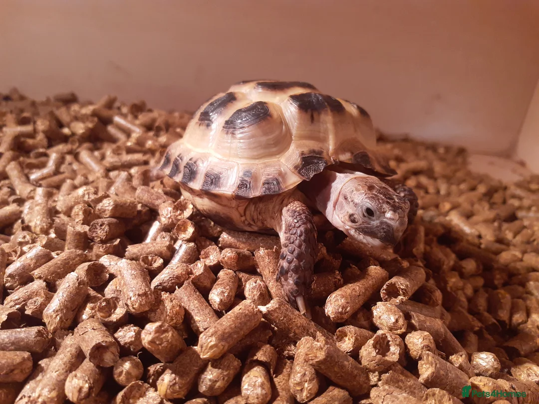 Tortoise reptiles for sale: 15-Month baby Female Horsefield Tortoise - Advert 2