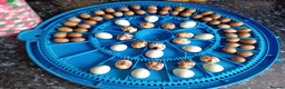 Quail poultry for sale: Hatching Eggs Available - Advert 2