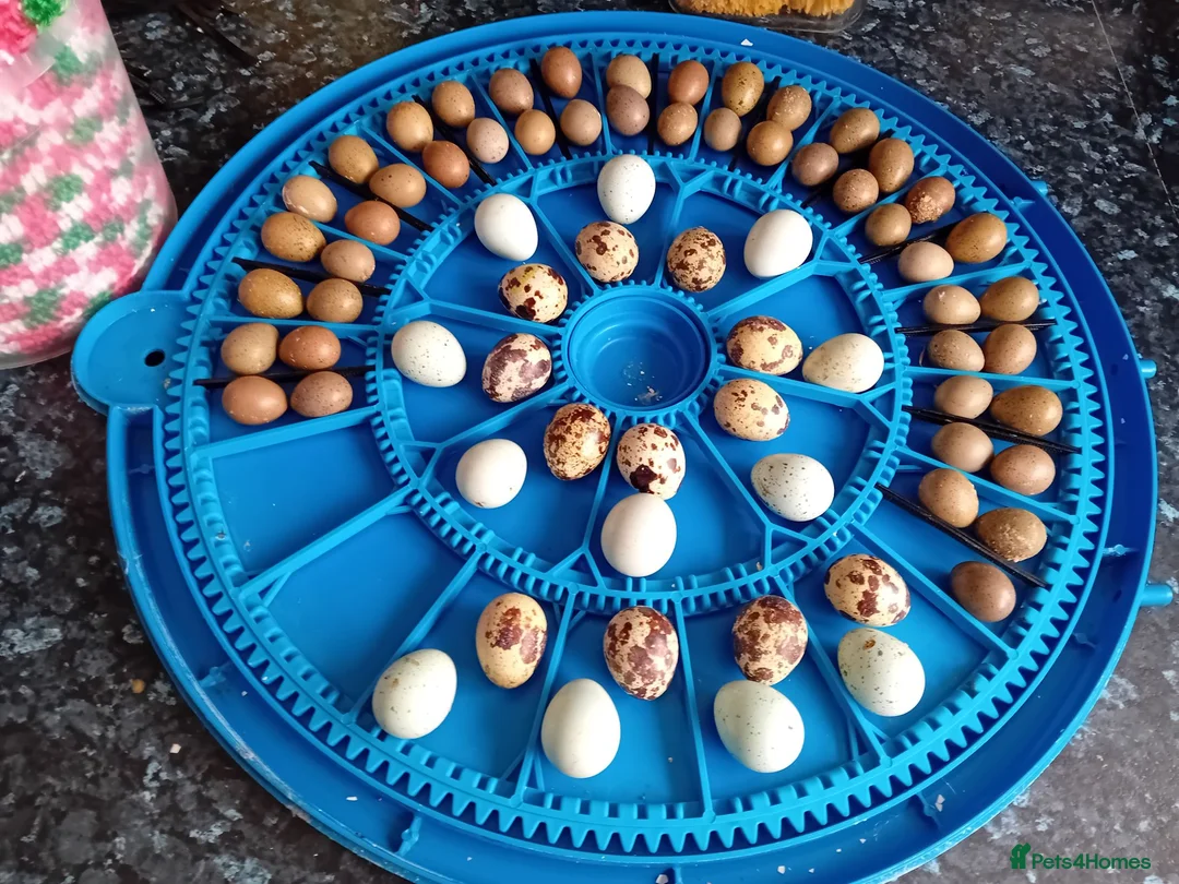 Quail poultry for sale: Hatching Eggs Available - Advert 2