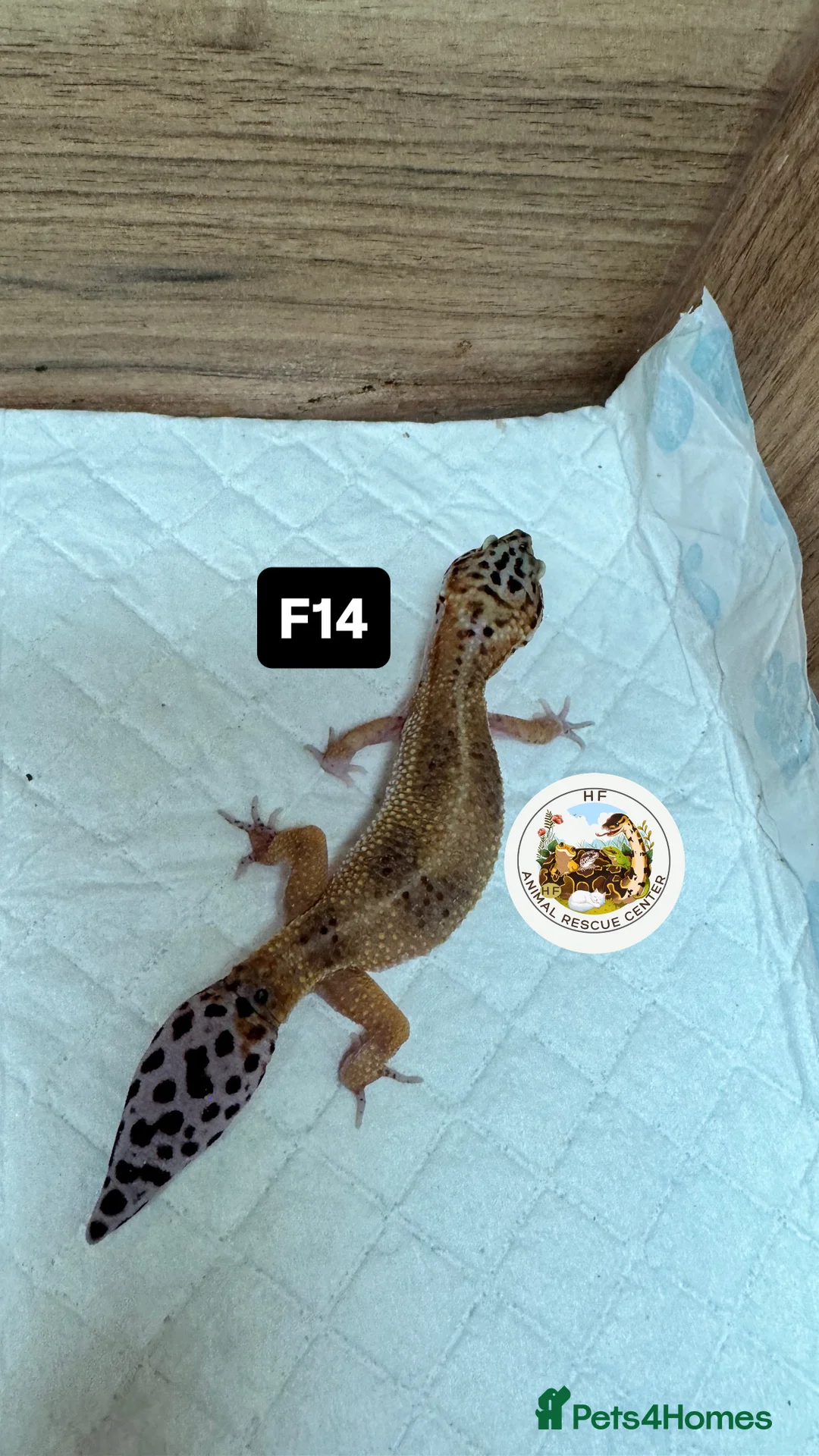 Gecko reptiles for sale: Lizards for rehome  - lot to choose from  in Nottingham - Advert 3