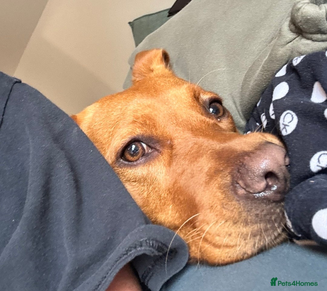 Labrador Retriever dogs for sale: Beautiful fox red lab 18 months old - Advert 8