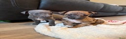 Mixed Breed dogs for sale: Italian Greyhound x Whippet - “Wiggies”  - Advert 7